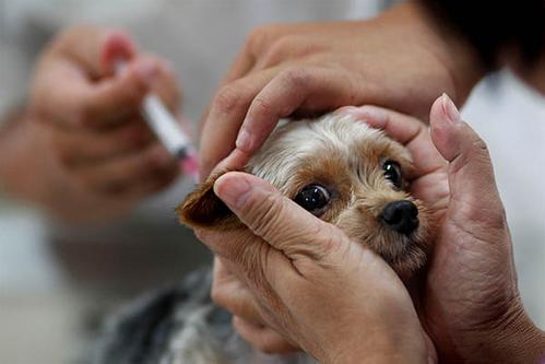 帶狗狗打狂犬疫苗需要注意