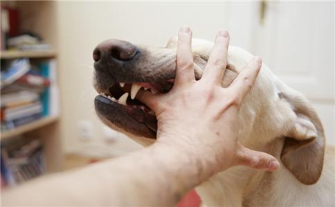 被犬貓咬了要打疫苗嗎？