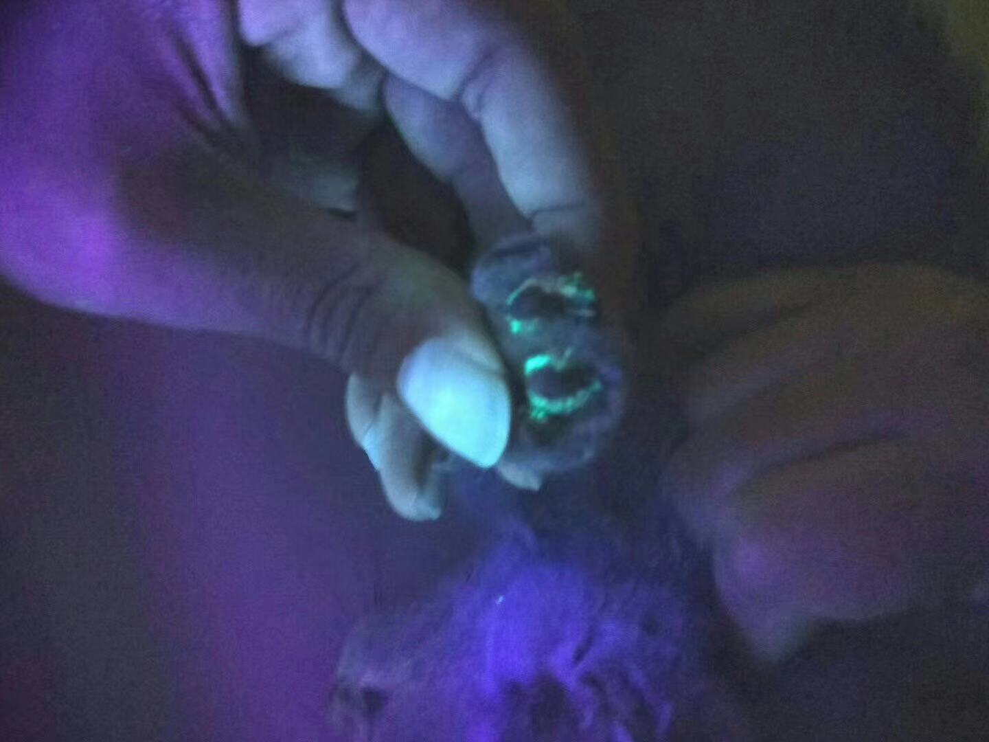 貓是怎么得貓癬的？