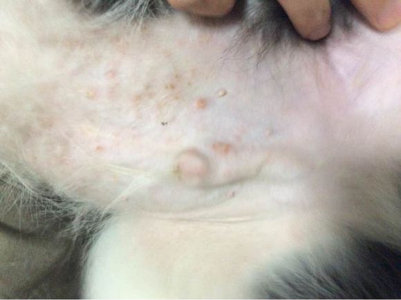 清理狗狗衛(wèi)生時(shí)發(fā)現(xiàn)有寄生