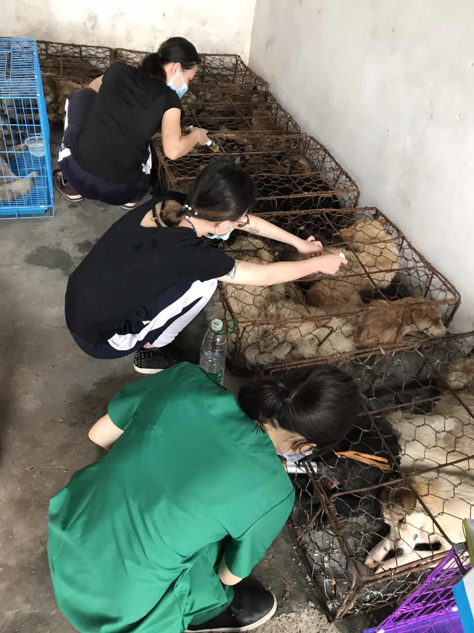 廣州619救狗事件急征醫(yī)療志愿者，拯救1200只生靈!