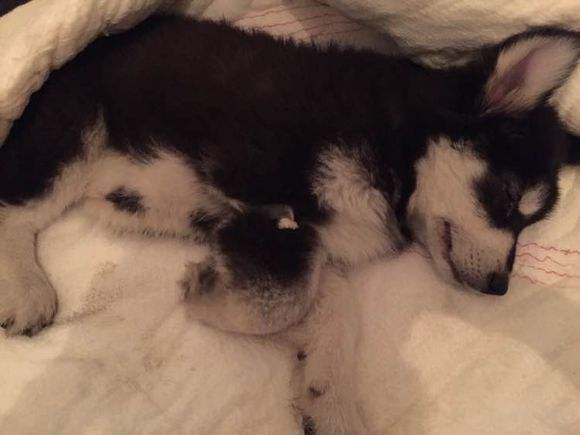 如何預防犬瘟與細??？