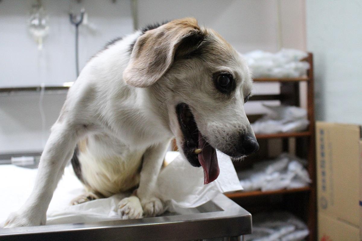 犬絕育后的注意事項