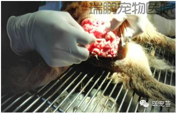 一例犬傳染性性病腫瘤(TVT