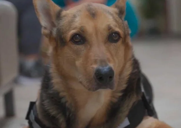 如何分辨是不是犬窩咳