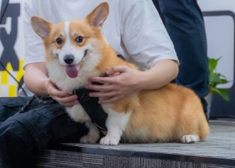 狗耳朵發(fā)炎用什么藥
