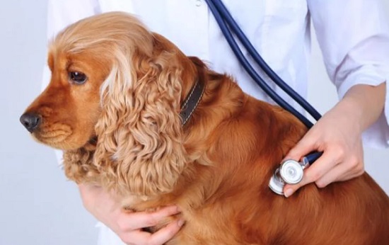 狗狗犬牙雙排牙怎么辦？