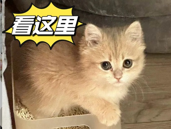 貓吃骨頭嗎？寵物問診在線咨詢