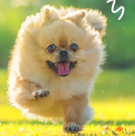 狗吃草是什么原因？