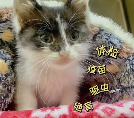 貓咪打噴嚏且發(fā)抖是什么情況？