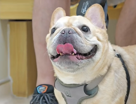 犬瘟會傳染給狗嗎？
