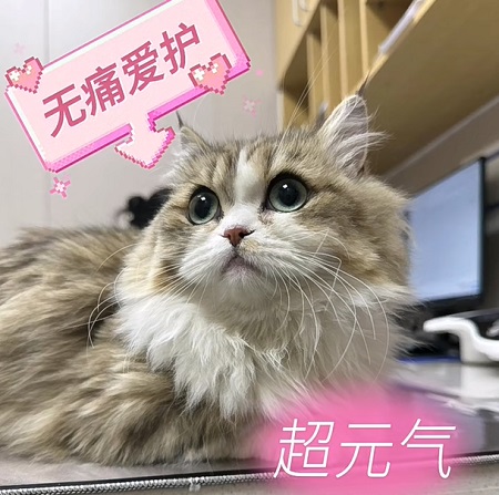貓咪尿閉可以不做手術(shù)嗎？