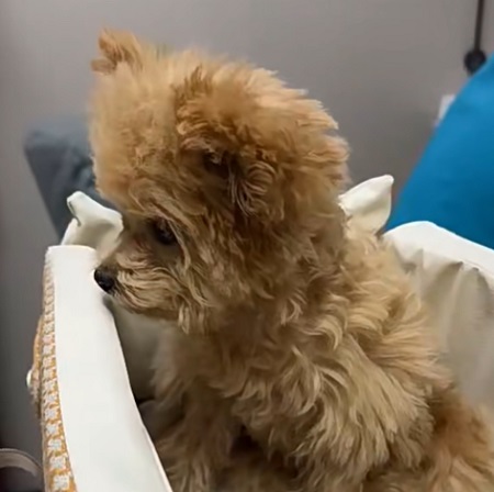 狗狗冠狀病毒弱陽性怎么辦