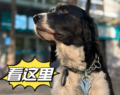 細小病毒狗狗撐過幾天可以沒事？