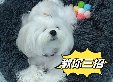 狗狗便血肛門紅腫怎么辦？