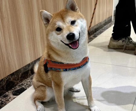 狗狗拉稀有血，什么情況？