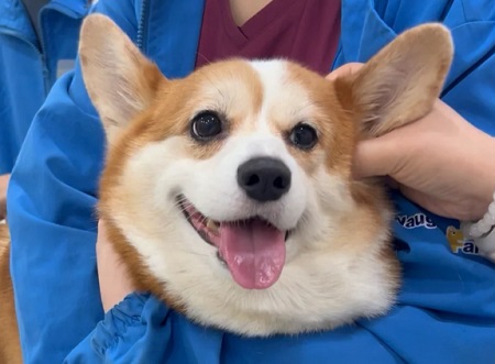  狗狗感染犬瘟熱可以驅(qū)蟲嗎？