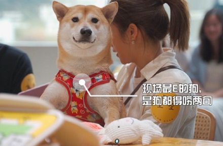 狗狗走路一瘸一拐，怎么回事？