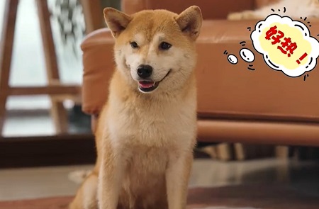 狗陰囊炎是怎么引起的？