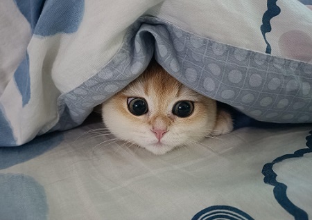 小貓眼屎多是什么原因？