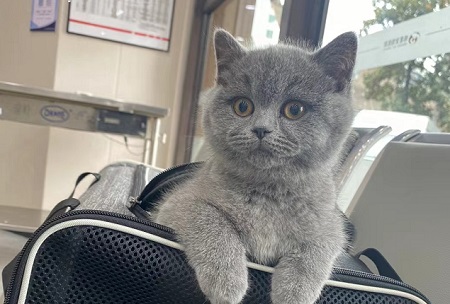 貓眼睛里有淚水像哭了一樣
