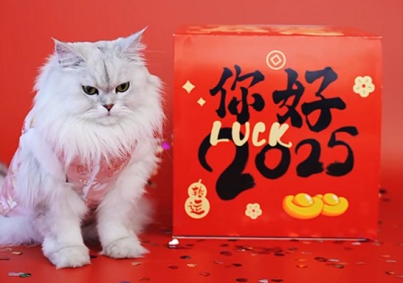貓咪口炎怎么治療？