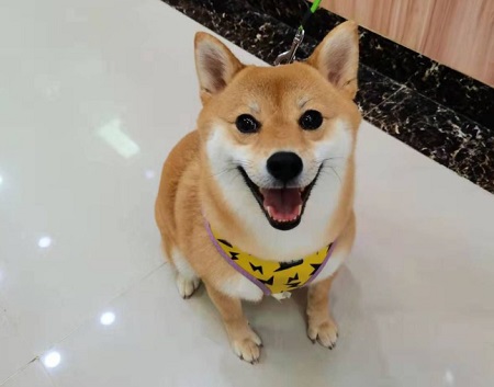 狗狗口臭很嚴(yán)重吃什么藥？