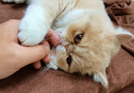 貓咪吐白色粘液怎么辦？
