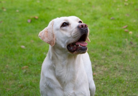 狗狗得了犬瘟能治好嗎？