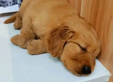 狗狗腸胃炎要斷食斷水多少天？