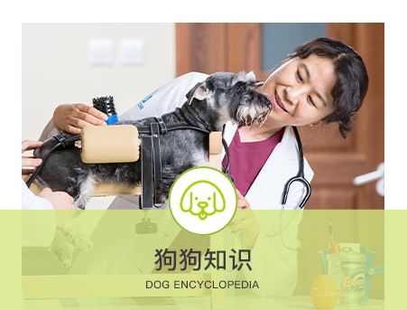 狗狗真菌性皮膚病怎么辦？